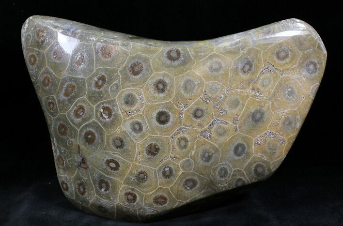 Free-Standing Polished Fossil Coral Display #25733